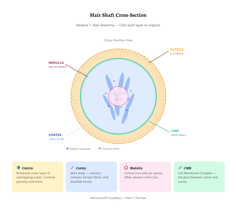 Querschnittsdiagramm des Haarschafts aus Modul 1: Haaranatomie — beschriftete Cuticula (5–12 Schichten), Cortex (~80% des Haares), Medulla (kann fehlen), CMB (bindet Schichten), mit Melaningranulen und corticalen Fibrillen hervorgehoben, plus vier Karten darunter, die jede Schicht erklären.